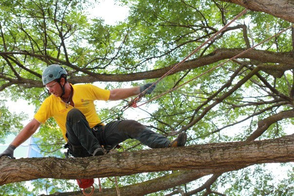 Tree services Darwin
