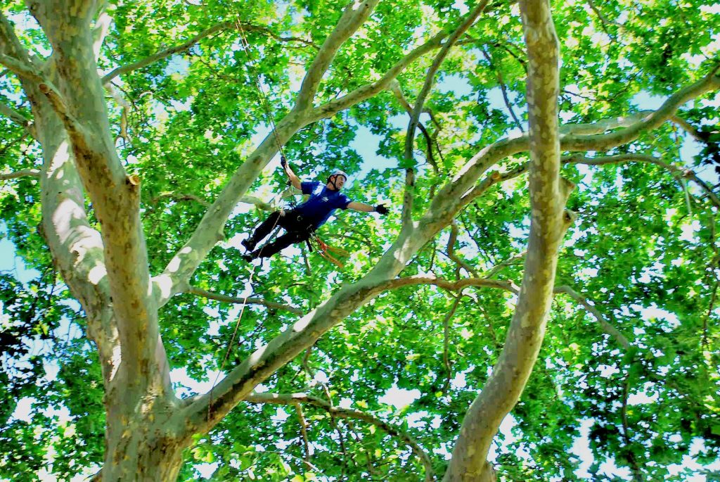 Remote Area Tree Services team